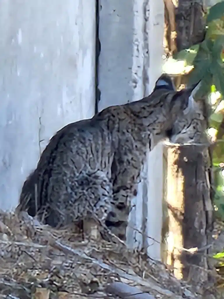 felino-culiacan