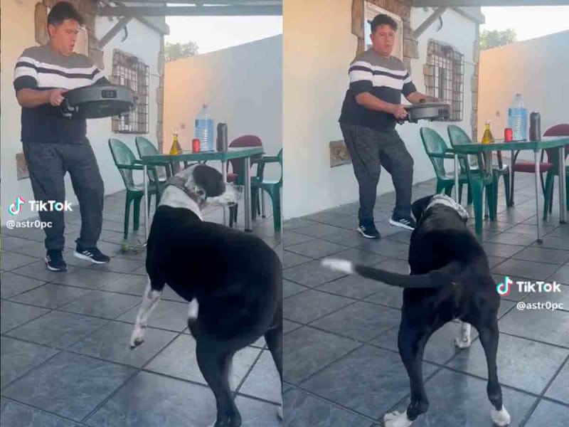 perrita bailando