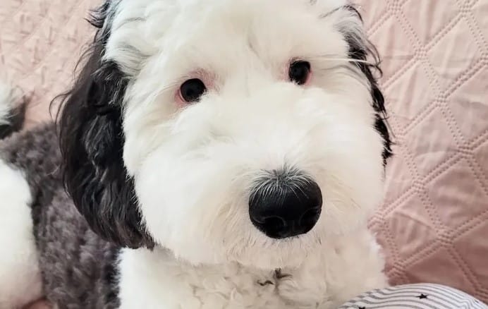 perrito snoopy