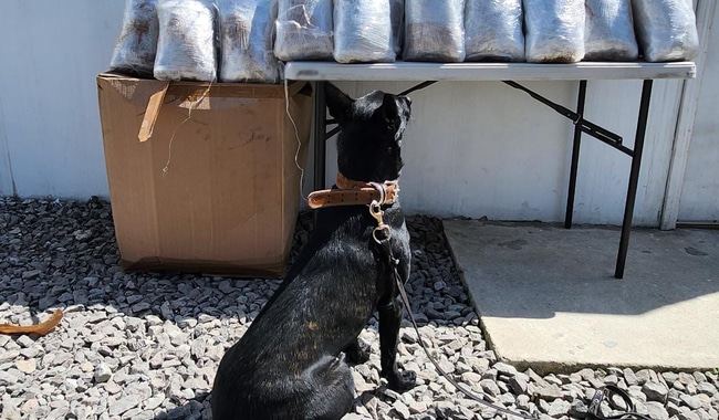 perros guardia nacional
