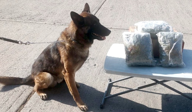 perros guardia nacional