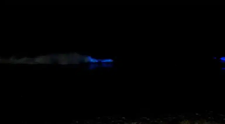¡Espectáculo nocturno! Captan bioluminiscencia en el puerto de Mazatlán; así fue el momento