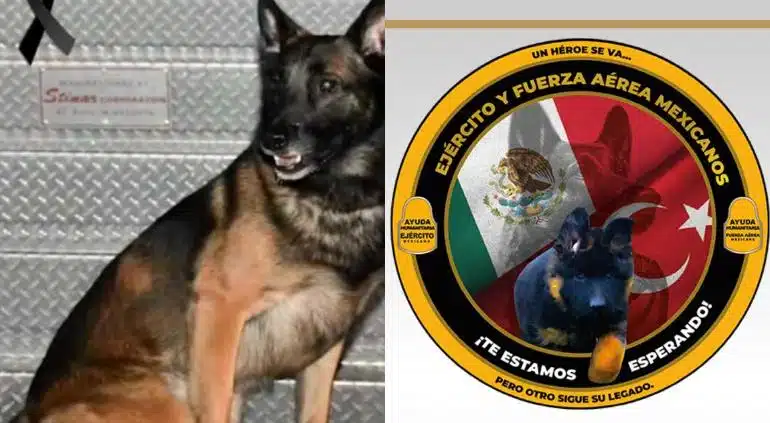 ¡Un héroe se va, pero otro llega! Turquía regala a México un cachorro para ser elemento de la Sedena en homenaje a Proteo