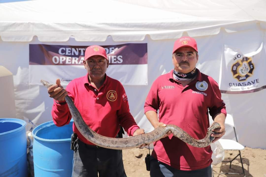 serpiente-guasave-PC