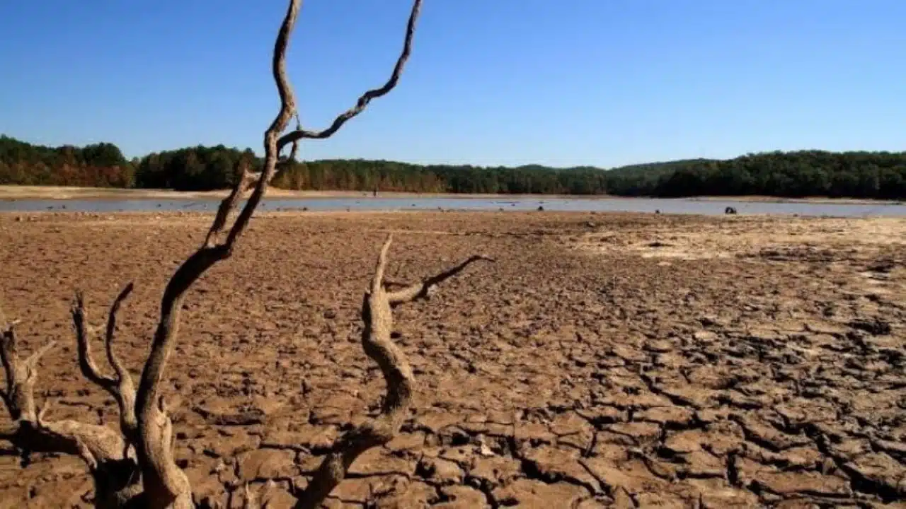 ¡Algo se tiene que hacer! Sequía amenaza la producción agrícola de México, advierten