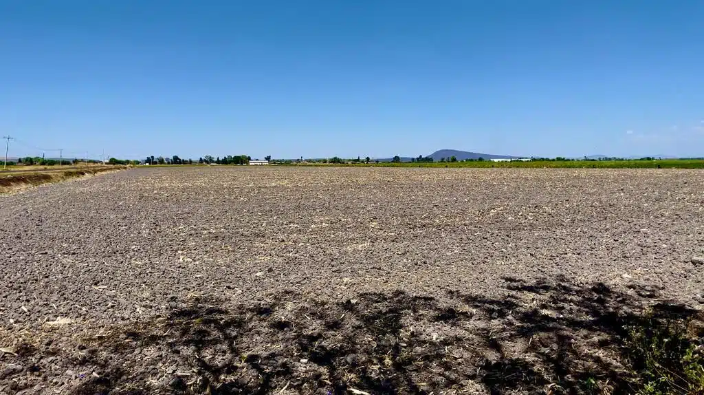 ¡Algo se tiene que hacer! Sequía amenaza la producción agrícola de México, advierten 