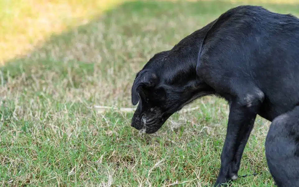 ¡Conmoción! Envenenan al menos a 19 perros en Veracruz