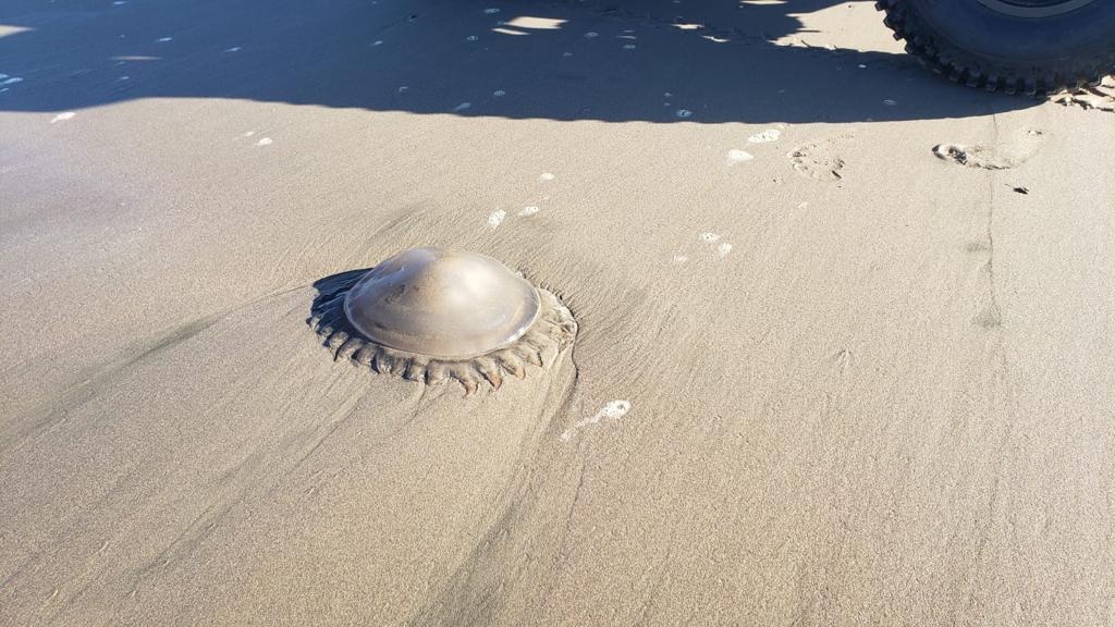 ¡Cuidado! Colocan banderines rojos en áreas de Ponce por presencia de medusas