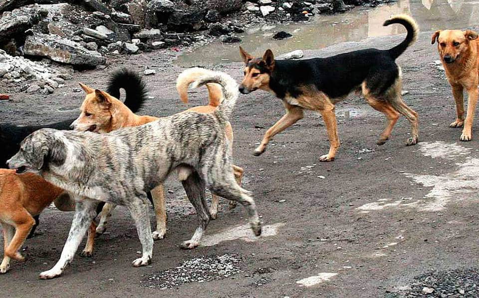 ¡Horror! Abuelito muere mutilado tras ataque de perros callejeros