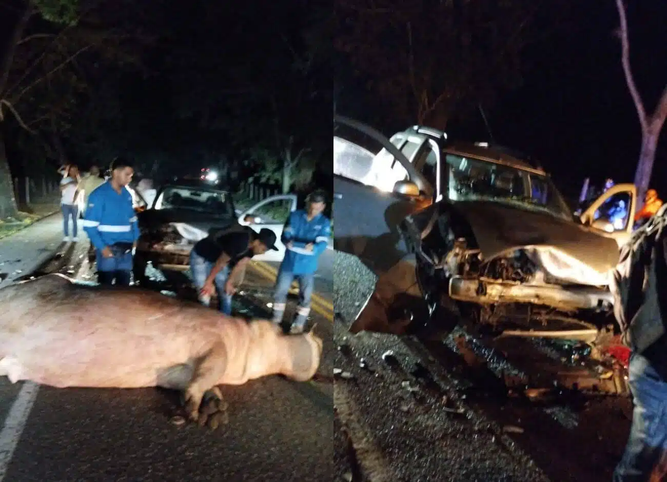 ¡Increíble! Atropellan a hipopótamo en Colombia, ejemplar pertenecía a Pablo Escobar