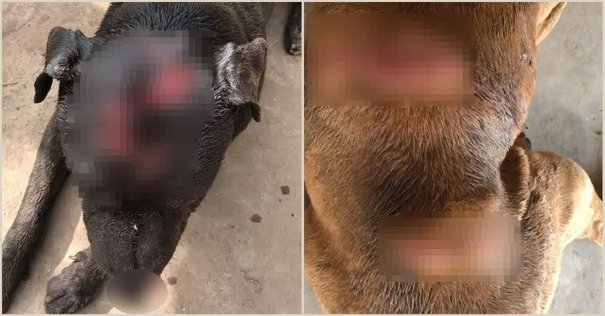 Perros atacados con machete en El Fuerte