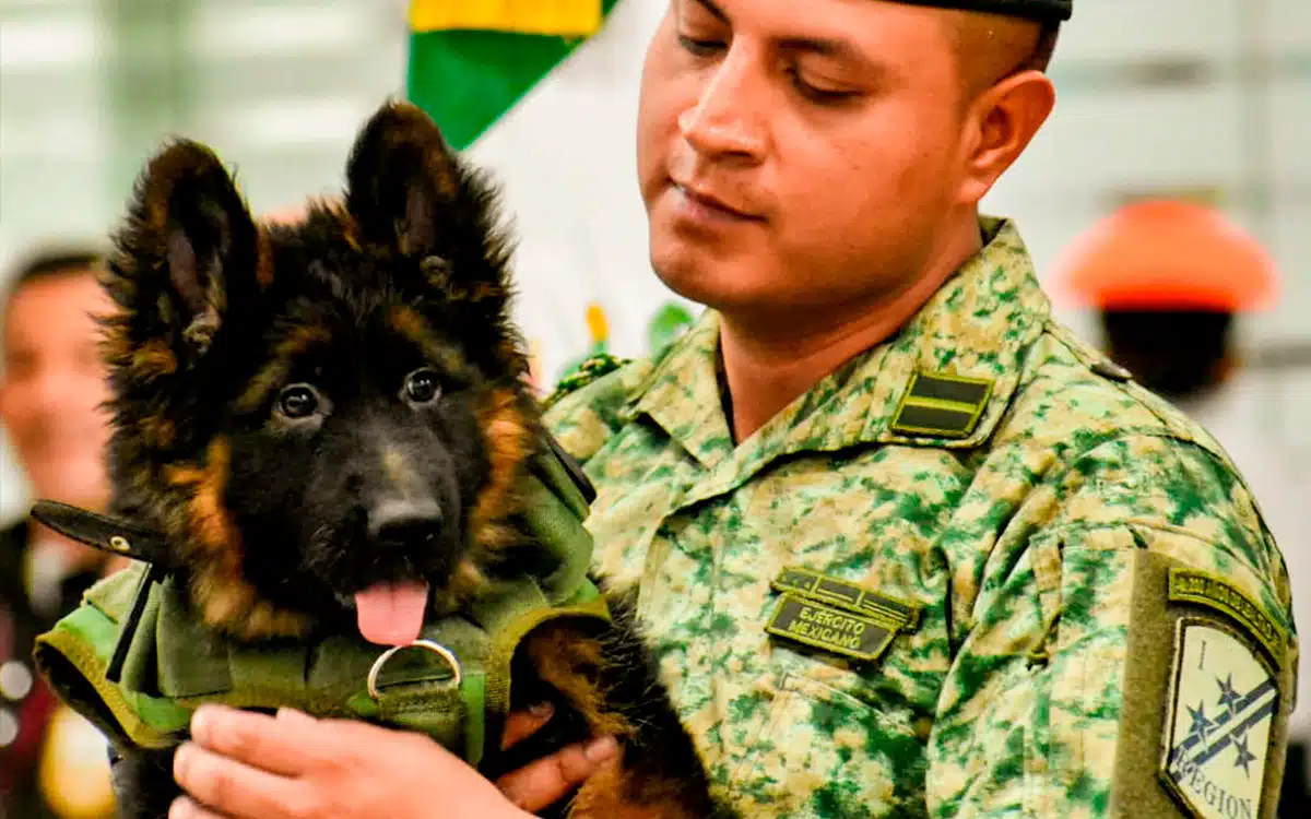 ¡Oficial! El cachorro que regaló Turquía a la Sedena ya tiene nombre; entérate cómo lo llamarán