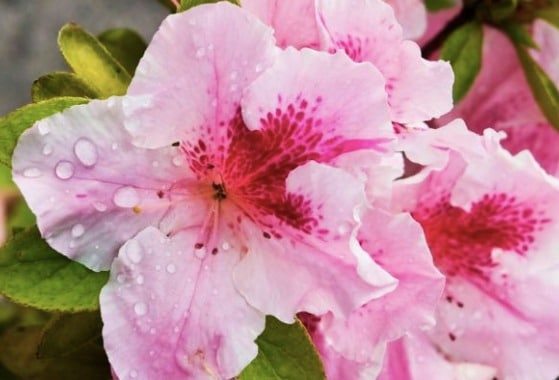 Azalea/Rododendro
