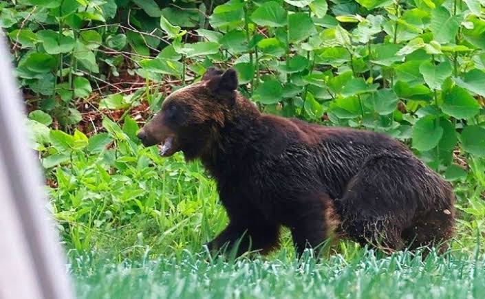 Buscan restos de pescador atacado por un oso en Japón; ya encontraron la cabeza