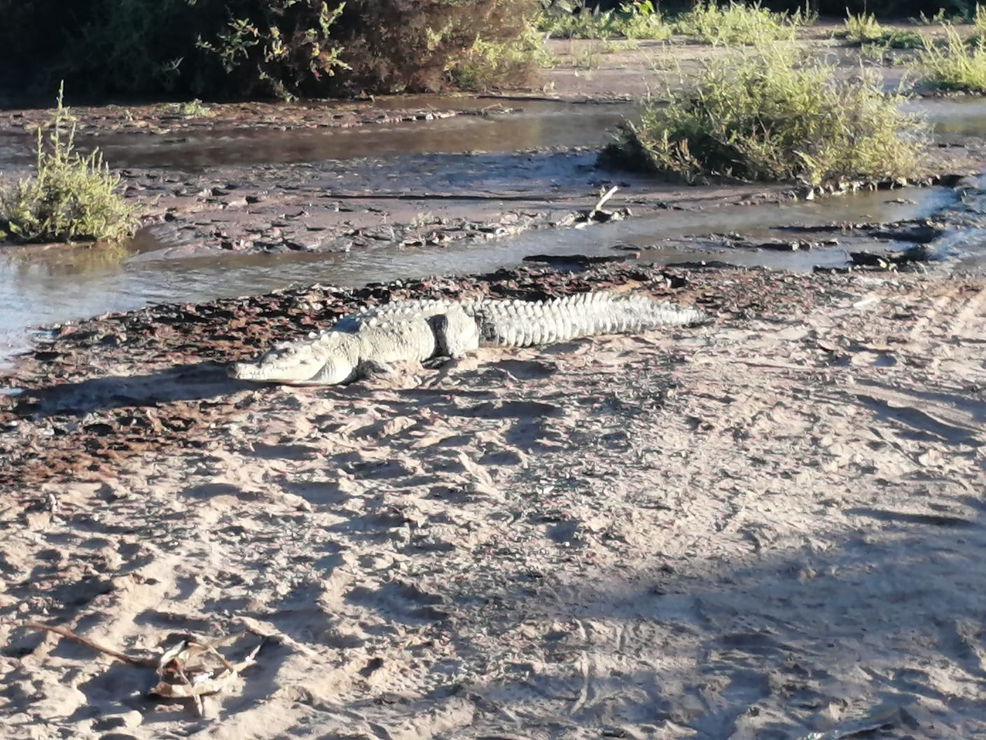 Fue liberado el cocodrilo sacado del Canal Alto en búsqueda de Idelfonso