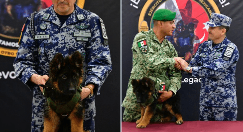 Cachorro rescatista proteo