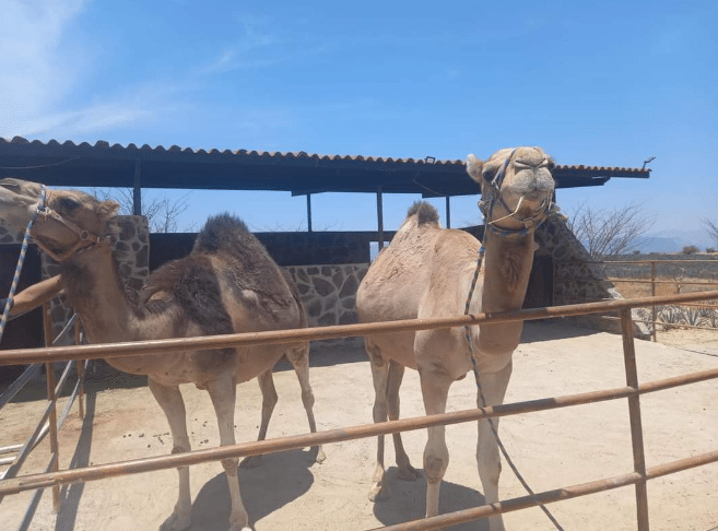 camellos mono Jalisco
