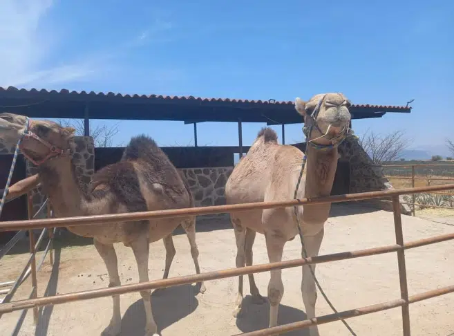 camellos mono Jalisco