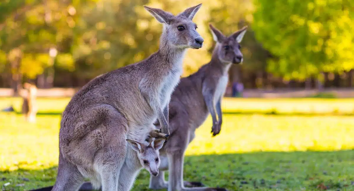 Canguros en Australia