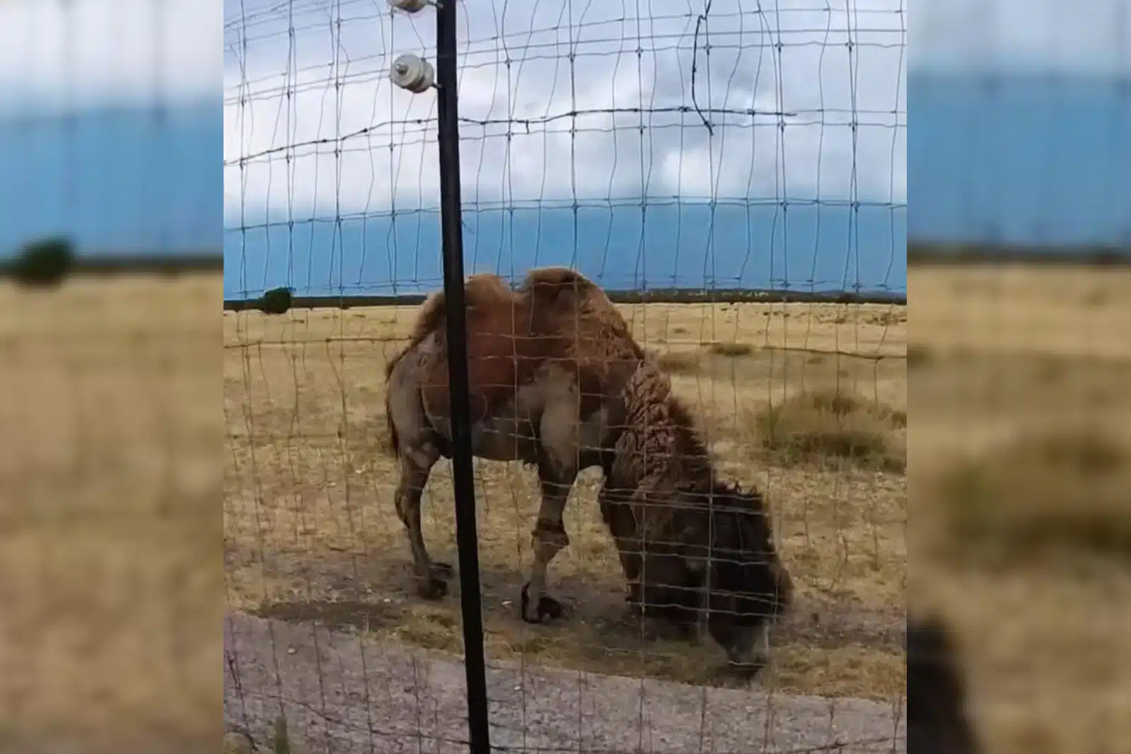 Captan camellos en carretera a Durango; video se viraliza