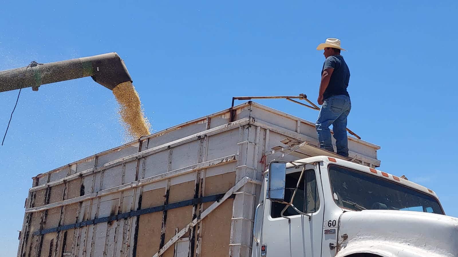 Ciclo agrícola Maíz Grano Guasave Sinaloa