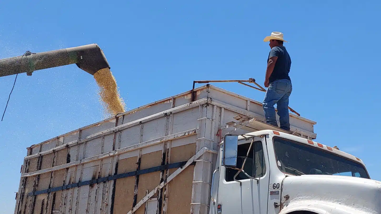 Ciclo agrícola Maíz Grano Guasave Sinaloa