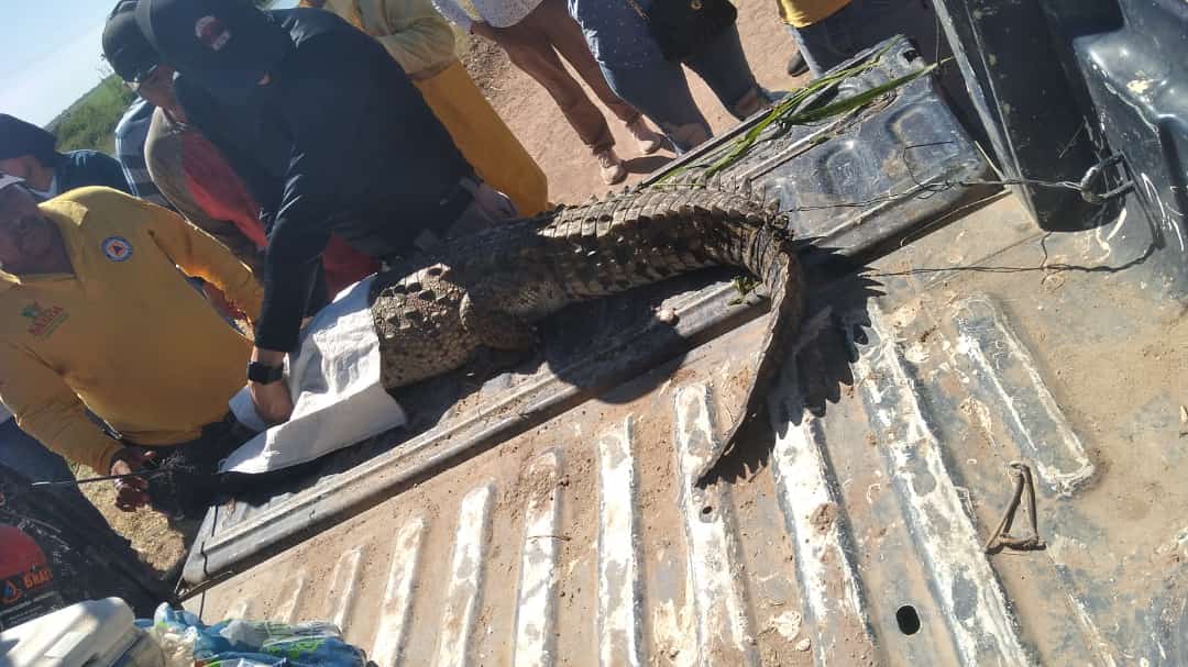 Pescadores del Cerro Cabezón sacan cocodrilo de aguas del Canal Alto