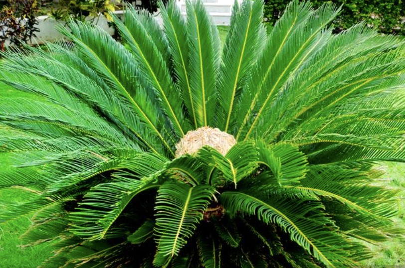 Cycas, Palmera Sagú