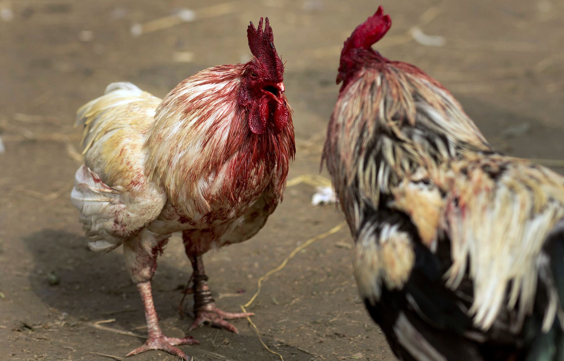 Decomisan 23 gallos de pelea que eran trasladados de manera ilegal