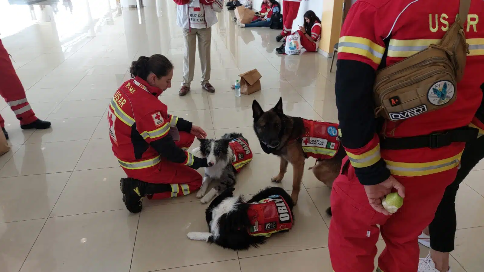 Perros que llevaron a Turquía desempeñaron un buen papel: Cruz Roja