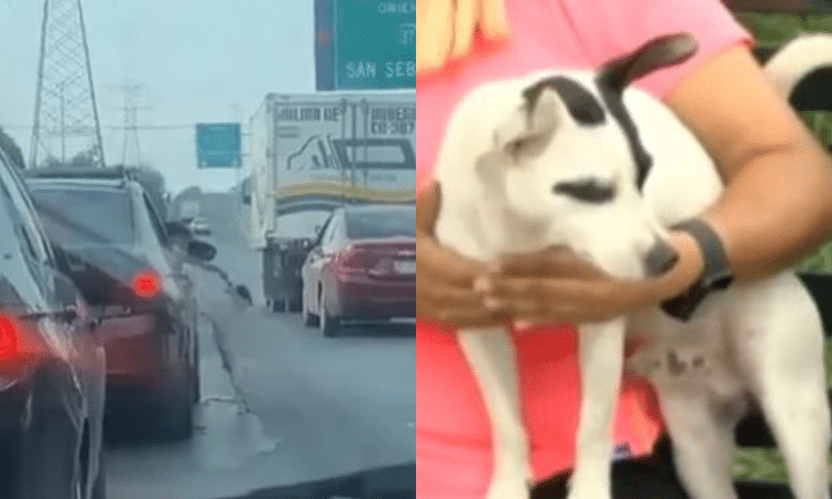 Perrito abandonado
