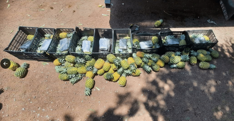Droga escondida en Piña
