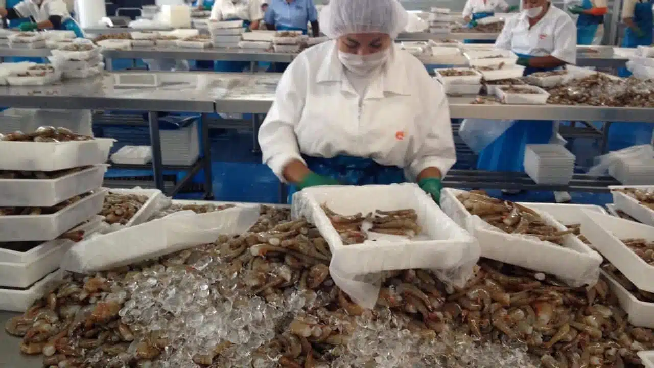 Más del 70% de empacadoras de camarón está sin trabajo; el Bienpesca les “caería de perlas”, dicen