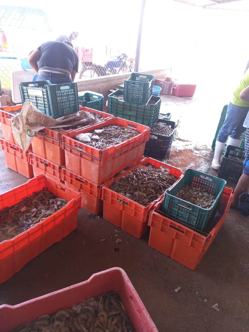 Estudian posibilidad de enfermedades en granjas por importación de camarón