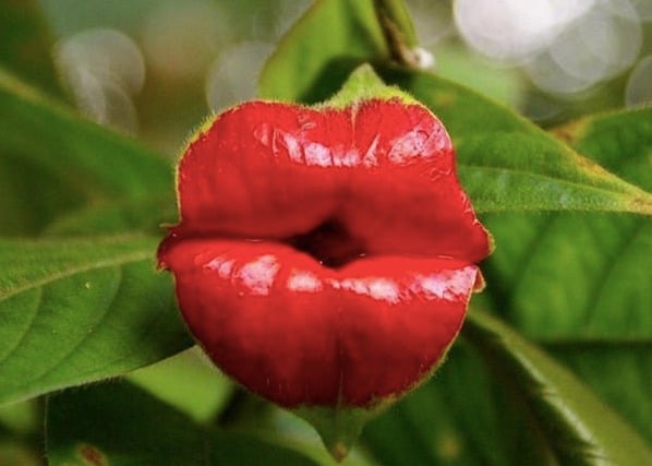 Flores