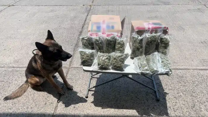 Guardia perros marihuana