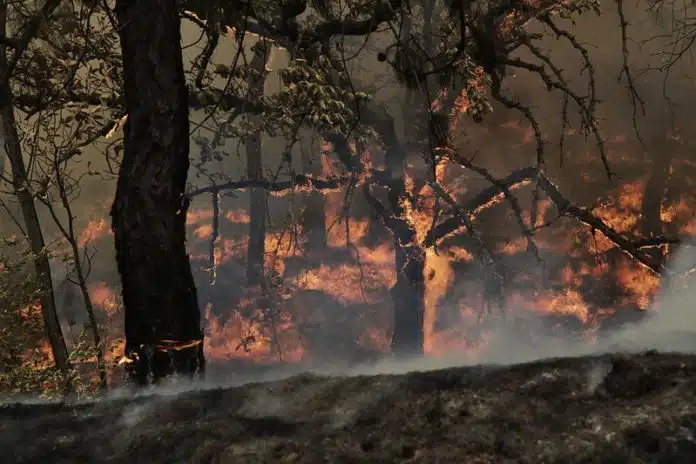 Incendios Jalisco