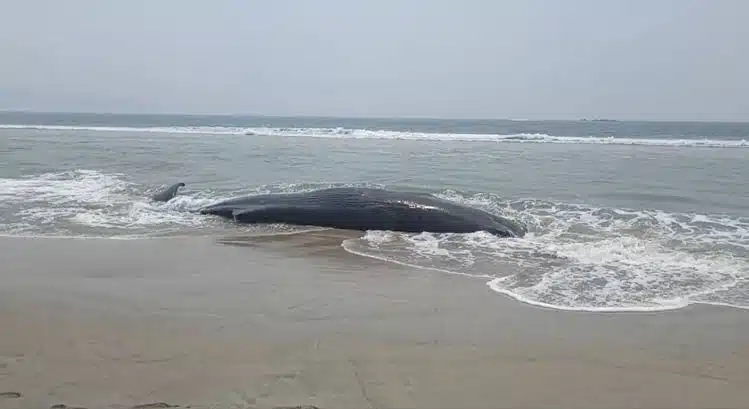 Localizan cadáver de ballena de siete metros de largo en playa de Oaxaca