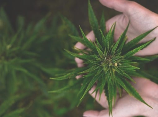 Mariguana