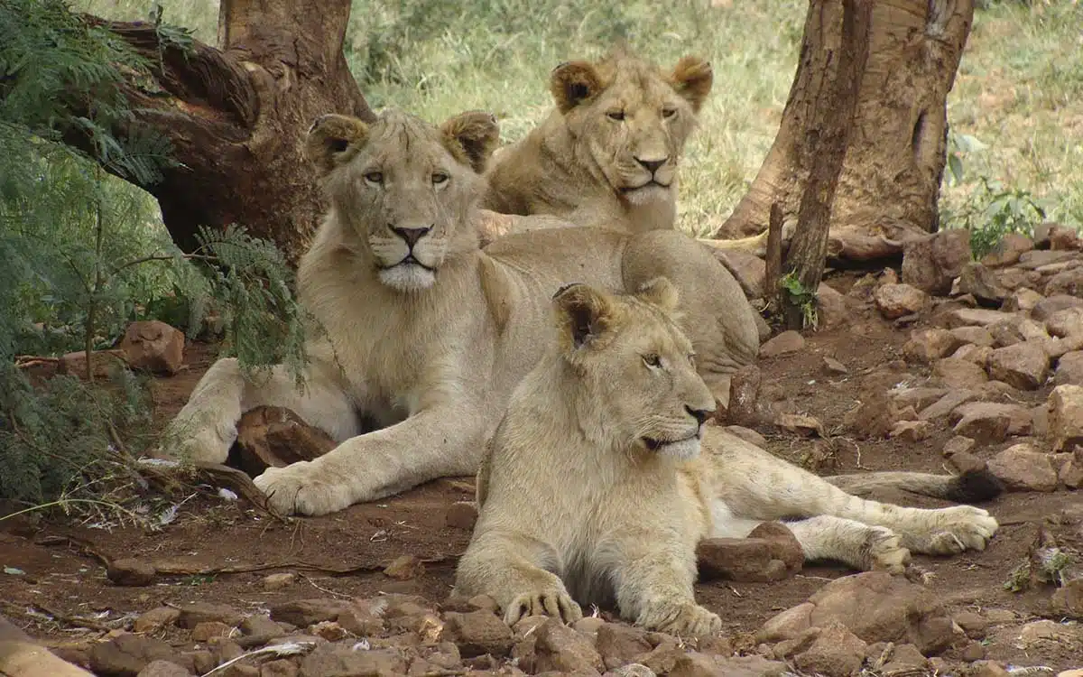 Matan más leones en Kenia; suman 10 en la última semana