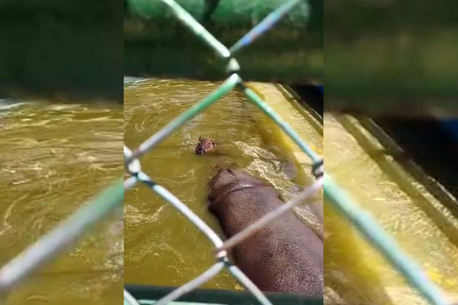 Muere hipopótamo de cuatro días de nacido en Zoológico de Durango