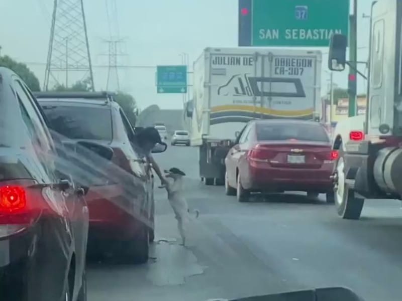 Perrito nuevo león
