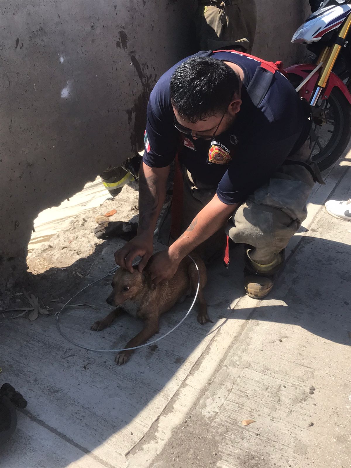 Rescatan a perrito que fue arrojado a canal en Mazatlán
