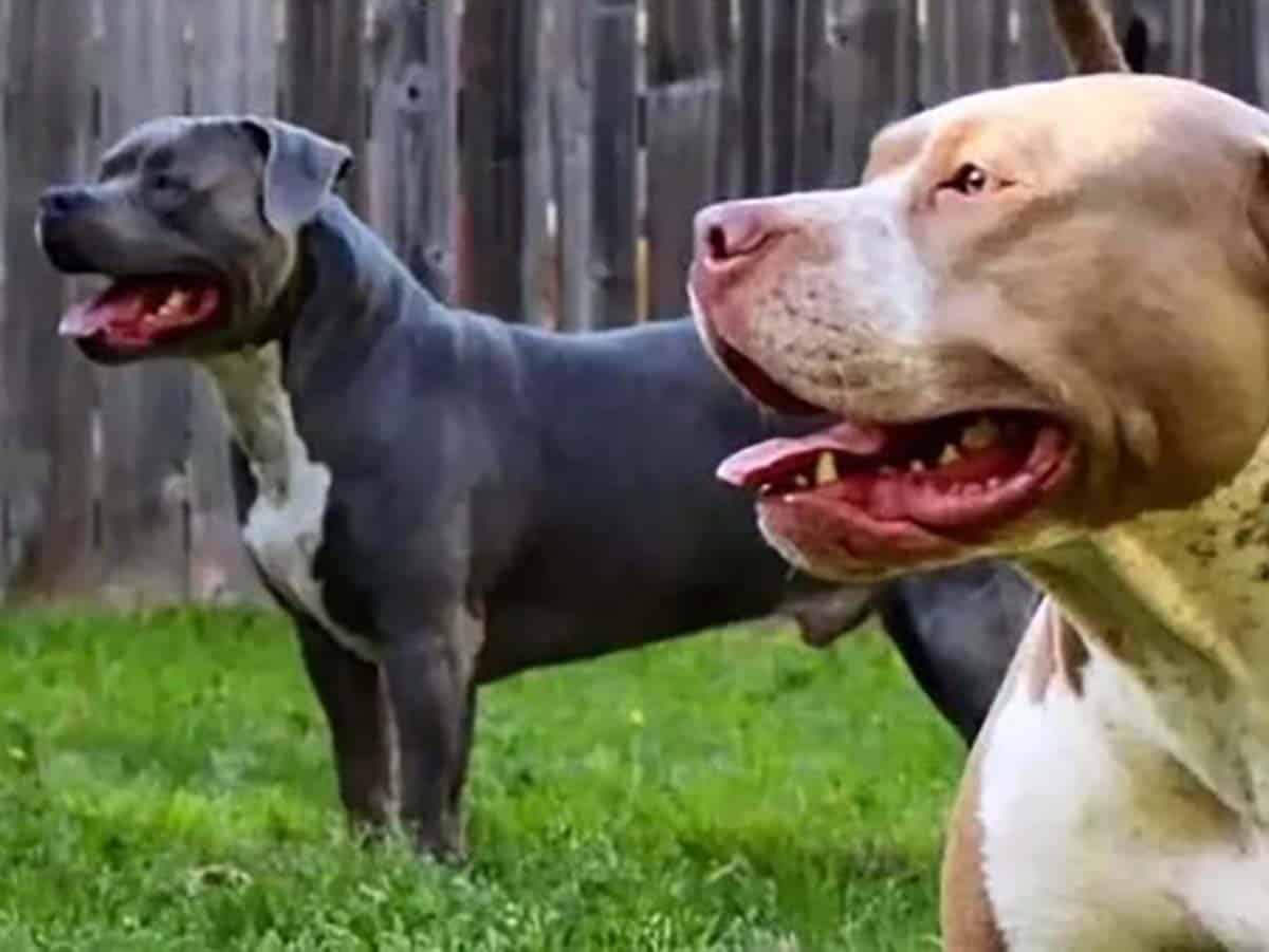 Perros atacan a niña y le arrancan el brazo en pleno festejo de cumpleaños