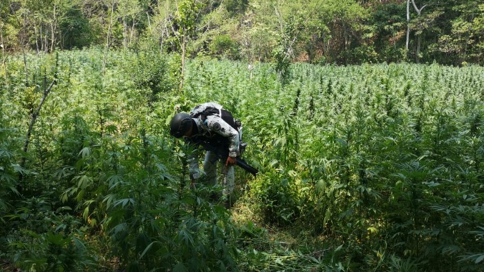Destruyen plantío de marihuana