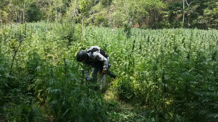 Plantío marihuana Michoacán