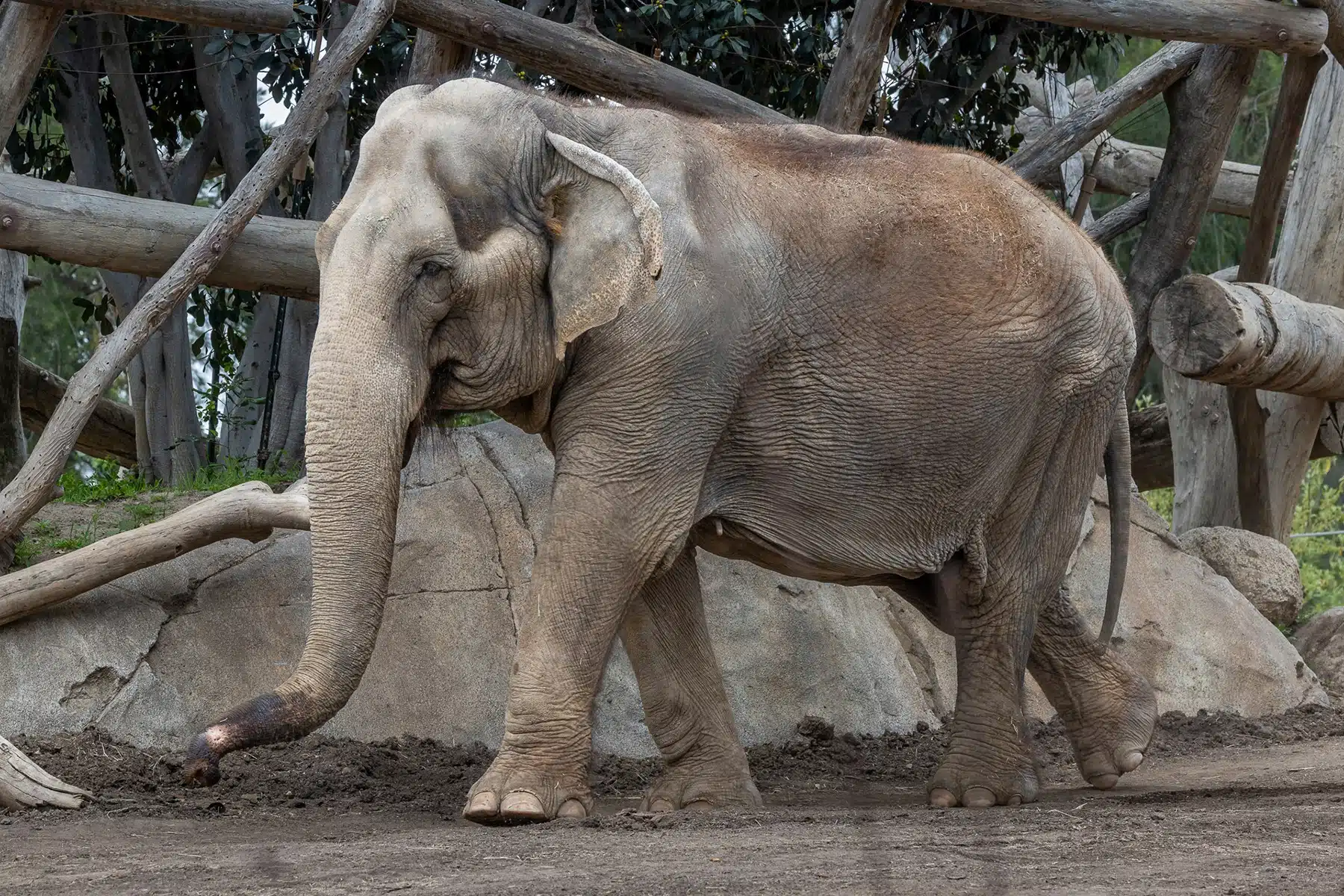 Por qué Zoológico de San Diego sacrifica a elefanta asiática de 59 años
