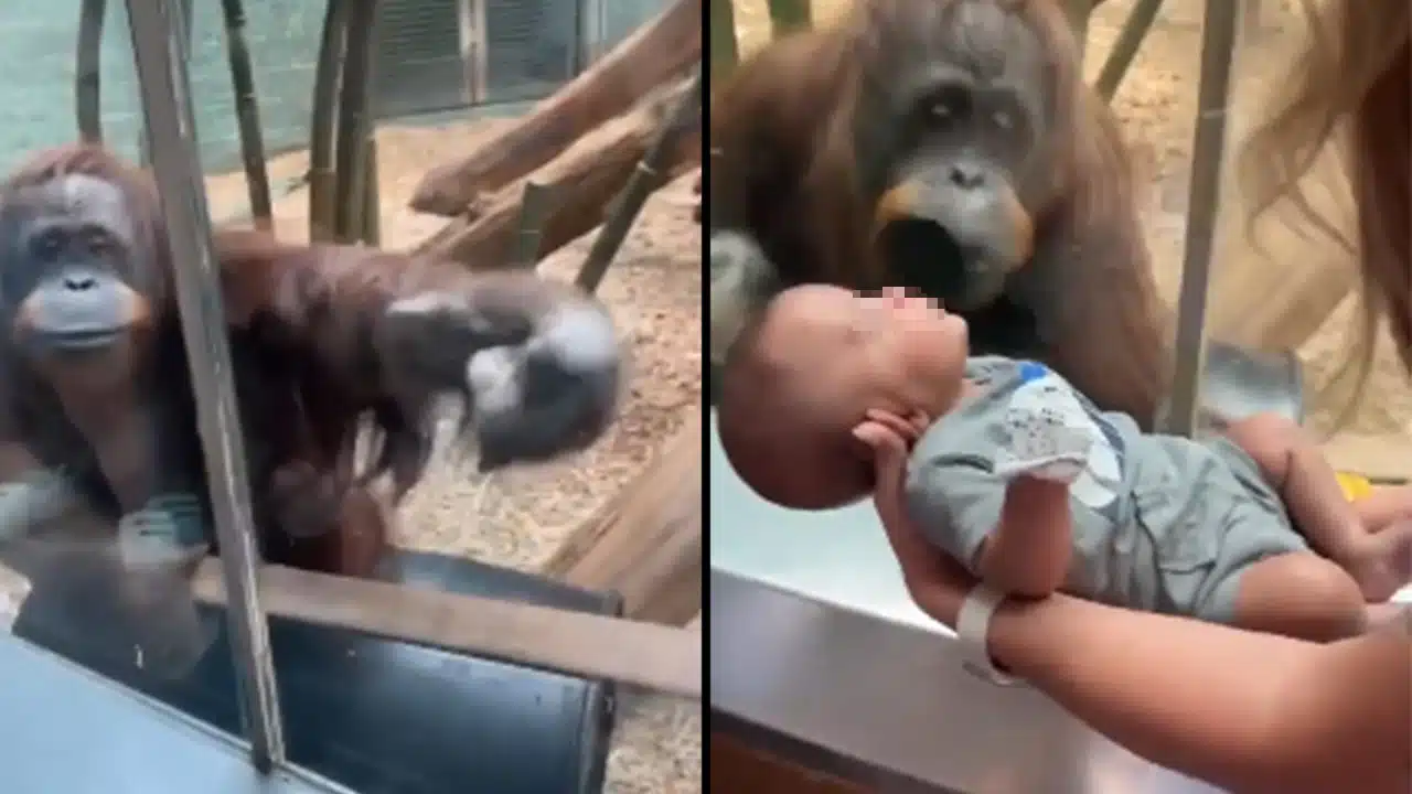 Reaccion-de-orangután-al-ver-a-un-bebe