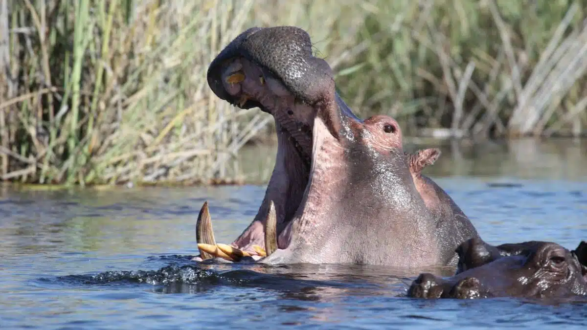 Reportan un niño muerto y 20 desaparecidos en incidente con hipopótamo en Malawi