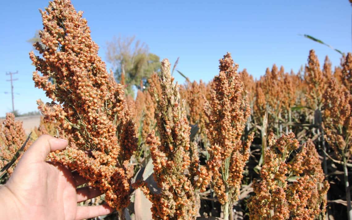 Sorgo
